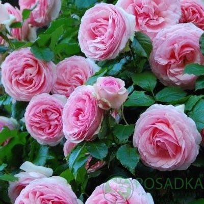 Роза плетистая Пьер де Ронсар (Pierre de Ronsard) купить саженцы в Украине