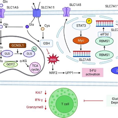 Glutamine Metabolism In Tumor Gcn5l1 General Control Of Amino Acid