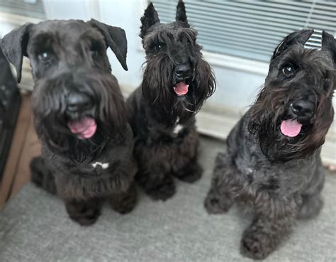 Miniature Schnauzer Puppies For Sale In Ohio