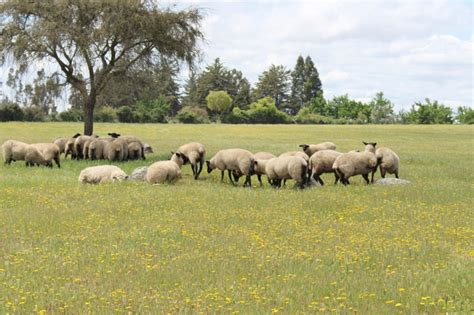 Alfalfa Se Transforma En Una Alternativa Forrajera Para El Secano