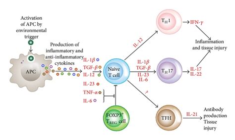 Lectins, agglutinins, and their roles in autoimmune reactivities ...