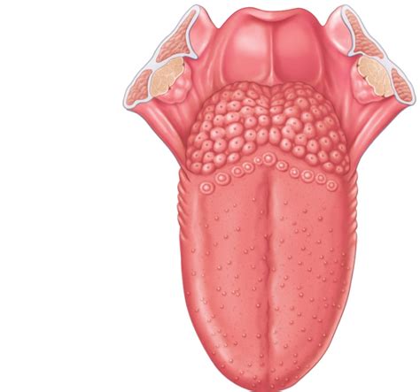 Dorsal Surface Of The Tongue Diagram Quizlet