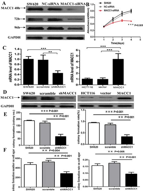 Macc1 Protein Expression Reduced In Sw620 Cells Transfected With