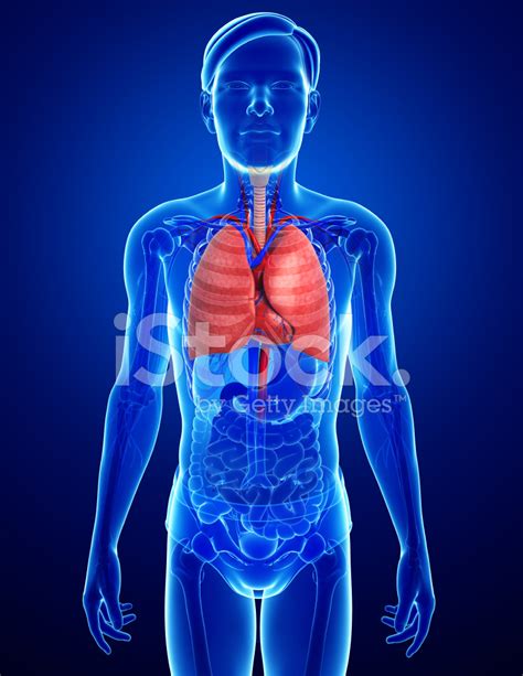 Male Lungs Anatomy Stock Photo Royalty Free Freeimages