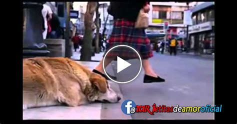 La Historia Mas Triste De Un Perro Que Hizo Llorar Al Mundo Entero