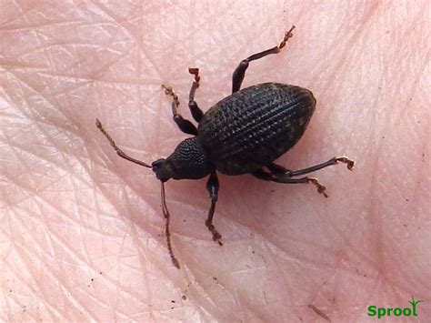 Vine Weevil Control Sproot