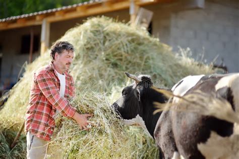 Handsome Mature Farmer Feeding Cow With Organic Hay On The Backyard Of Dairy Farm Growing