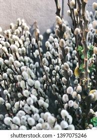 Willow Bouquet Pussy Willows Textures Stock Photo Shutterstock