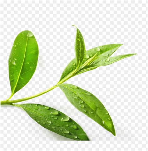 Tea Tree Leaf PNG Clipart - Download Free Green Tea Tree Image