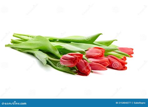 Flores De Tulipanes Rojos Aislados Sobre Fondo Blanco Imagen De Archivo