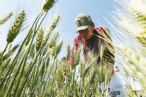 Observatorio Boliviano De Los Recursos Naturales Trigo Iniaf Lanza Variedad De Trigo En Zona