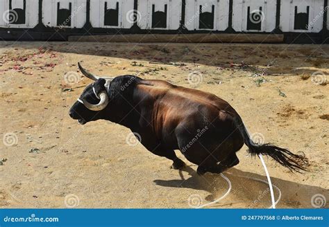 Un Taureau Fort Aux Grosses Cornes Photo Stock Image Du Bravez