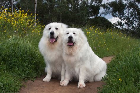 250+ Popular & Unique Great Pyrenees Names – Dogster