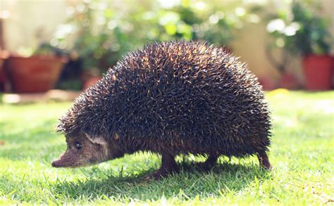 brown hedgehog  image peakpx