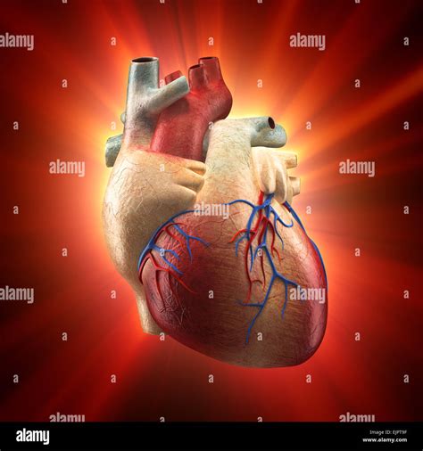 Anatomia Del Corpo Umano E Del Cuore 3d Immagini E Fotografie Stock Ad