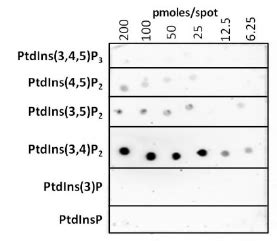 Bacterially Expressed Rpsp V Binds To Ptdins P Gst Psp V Was