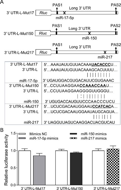 Effect Of Mutating The Mirnas Seed Regions On The Expression Of Long