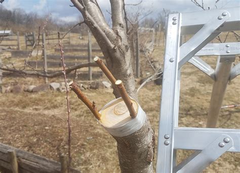 Bud Grafting Of Fruit Trees Philadelphia Orchard Project