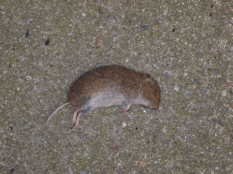 File:Dead Mouse.JPG