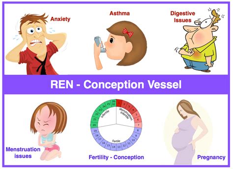 The 8 Extraordinary Vessels Ren