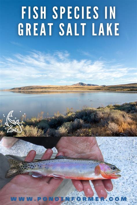 List Of Fish Species In Lake Sakakawea Updated Artofit