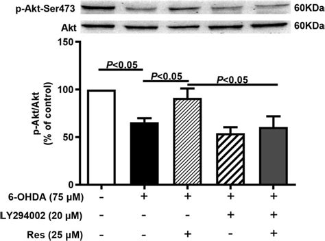 Res Increased The Expression Of P Akt Ser In Ohda Treated Pc