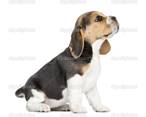 Side view of a Beagle puppy sitting, looking up, isolated on whi — Stock Photo © lifeonwhite ...