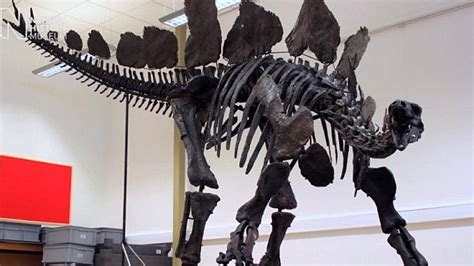 Meet Sophie The Most Complete Stegosaurus Skeleton Ever Found Daily Mail Online