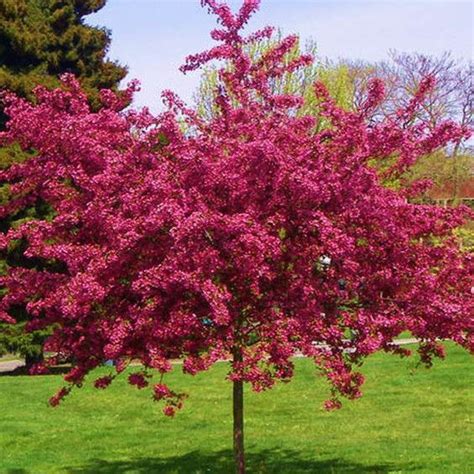 Crataegus Laevigata Pauls Scarlet Tree Plants Small Trees Scarlet