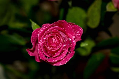 Ros Drop Of Water Plant - Free photo on Pixabay - Pixabay