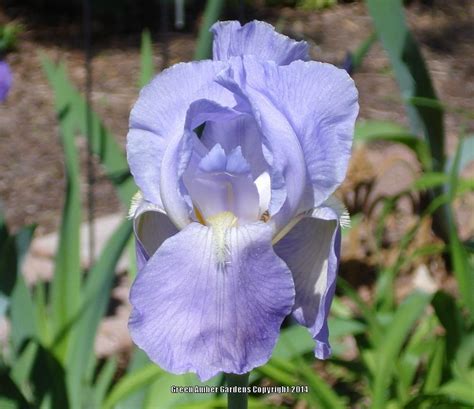 Heirloom Iris Smells Like Grape Kool Aid In The Irises Forum