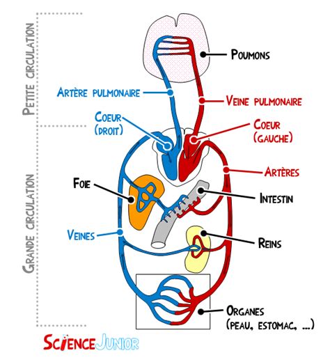 Anatomie Et Physiologie De L Appareil Cardiovasculaire Assistance Hot