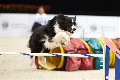 Champions Crowned At Akc National Agility Championship American