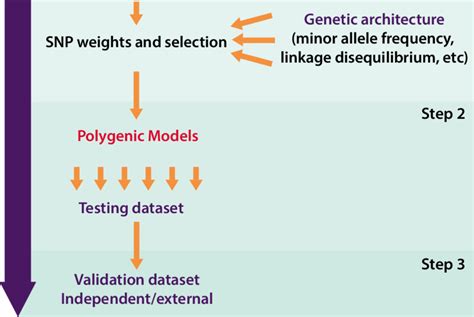 Construction Of A Polygenic Score In The Process Of Developing A