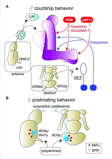 Neuromodulation In Reproductive State A Modulation Of Male Download Scientific Diagram