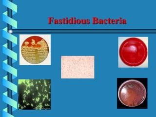 Fastidious Bacteria.pdf