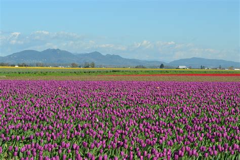 Tulips Skagit County Tulip Festival Outside Of Mount Verno Flickr