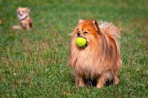 288 Brown Pomeranian Playing Ball Royalty-Free Images, Stock Photos & Pictures | Shutterstock