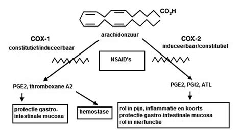 Figuur 1 Schema Van Het NSAID Werkingsmechanisme Naar Sinatra 2002