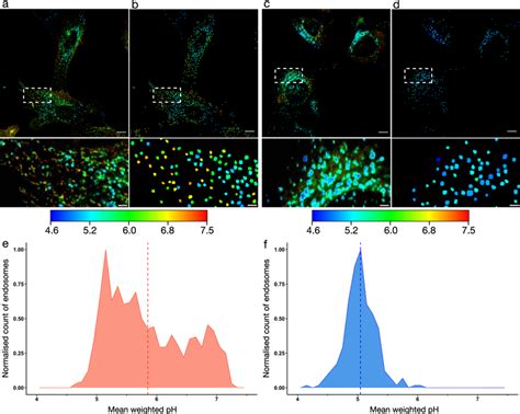 Employing An Automated Deep Learning Model To Detect Endo Lysosomal