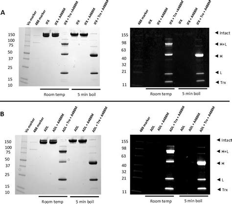 Non Reducing Sds Page Of A Infliximab And B Adalimumab Before And