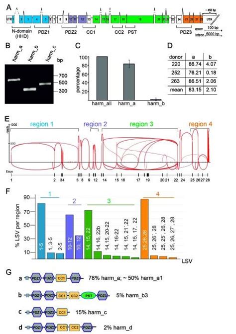 Expression Of Ush C Harmonin A B And C Transcripts In The Human