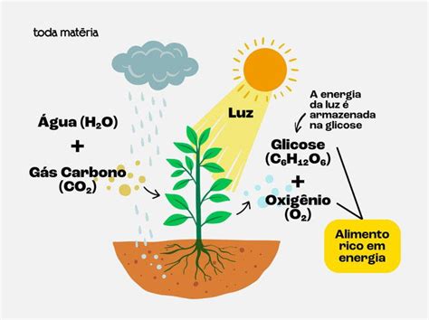 Exemplos De Energia Quimica - Fluxo de matéria e energia: entenda o que é e como funciona - Toda Matéria