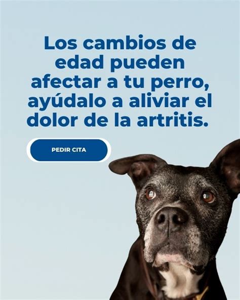 C Mo Puedo Ayudar A Mi Perro Con Artritis Severa