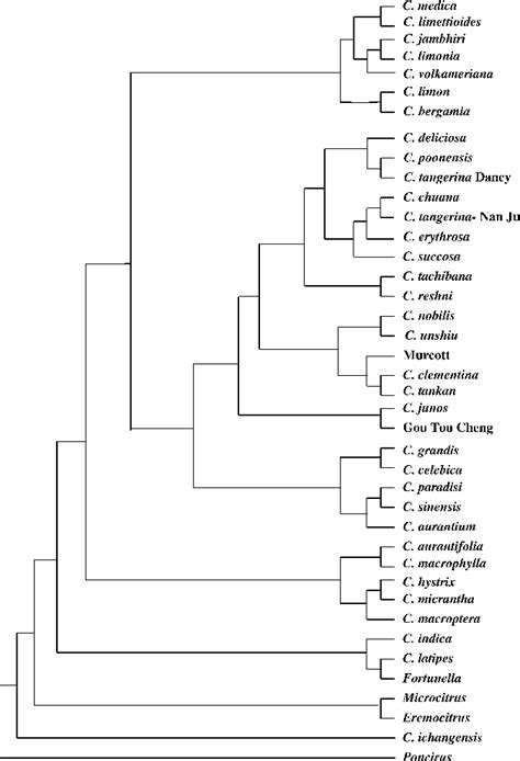 Citrus phylogeny and genetic origin of important species as ...