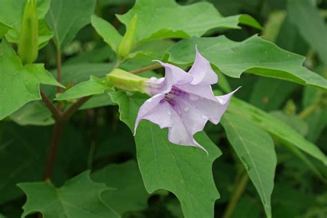 Datura Stramonium