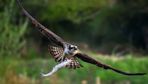 La saligue aux oiseaux de Castétis avec l animateur nature Luc Tillard