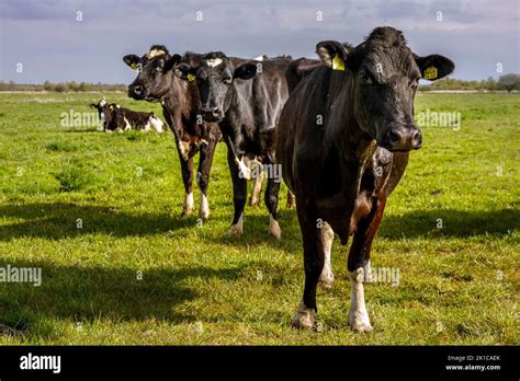 Herd Of Dairy Cows On Pasture Stock Photo Alamy