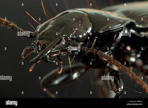 Black ground beetle Stock Photo - Alamy