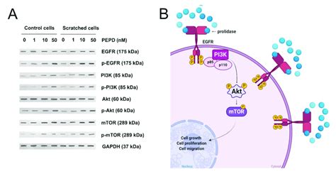 Prolidase Induces Egfr Downstream Signaling Pathway A The Proteins